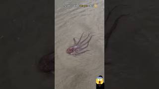 Rescue mission helping this octopus find its way home 🥺 [upl. by Deane382]