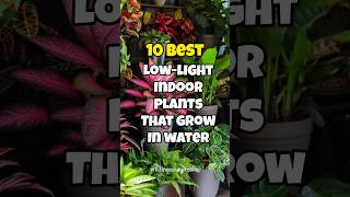 Best low light indoor plants that grow in water ✅ [upl. by Ahgiel]