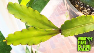 Rhipsalis Elliptica is an epiphytic cactus species native to the tropical climates of Brazil [upl. by Tod]