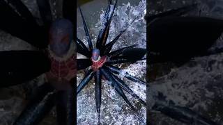 Stone Monkey Trapped Venom Smooth PS5 spiderman shorts [upl. by Ahsiema643]