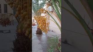 dates fruit yummy fruit nature palmtrees [upl. by Budding]