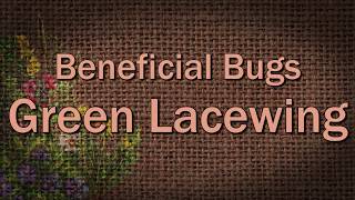 Green Lacewing – Beneficial Bugs [upl. by Sire]