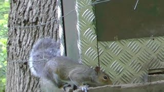 Pest Control with Air Rifles  Sunny Morning Squirrel Shooting [upl. by Assirolc659]