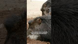 Fun Facts  WhiteLipped Peccaries [upl. by Rodenhouse467]