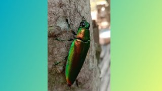 Chrysochroa fulminans  samber lilin sambeliler jewel beetle [upl. by Lowis]