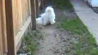 Sushithe Shih Tzu barking very loudly [upl. by Cavil319]