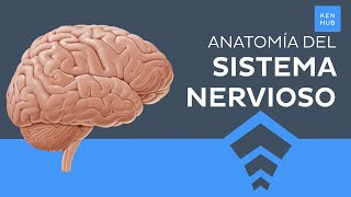 Sistema nervioso Generalidades partes y funciones  Anatomía Humana  Kenhub [upl. by Cacie977]