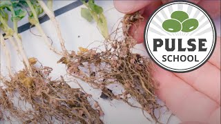 Pulse School The why and how of inoculants [upl. by Mcroberts]