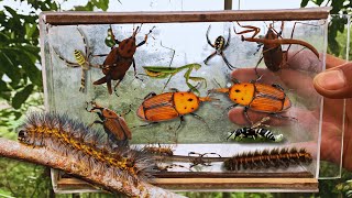 hunting beauty caterpillar  red palm weevil mantis spiders [upl. by Anhpad]