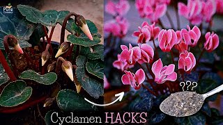 A Comprehensive Guide On Cyclamen Plant Care 6TRICKS [upl. by Dagna]