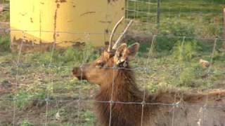 ELK VIDEO Morganville Kansas 4202010 080mpg [upl. by Auburta120]