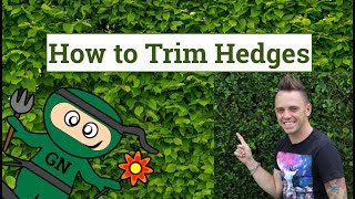 How to cut amp trim hedges the ultimate guide for perfect garden hedges [upl. by Drexler36]