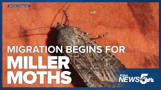 Miller Moth Migration Begins [upl. by Jillayne754]