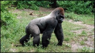 Silverback Gorillas Gorilla gorilla [upl. by Clea]