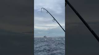 biggamefishing fishing yellowfintuna fish tuna ocean [upl. by Berwick]