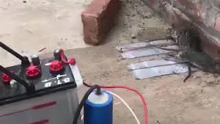 How to kill rats with 12 volts battery [upl. by Koeppel45]