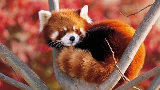 Red panda therianMeditation And Shifting Music With Red panda noises and wind [upl. by Leroj]