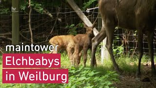 Elchbabys in Weilburg  maintower [upl. by Asher]