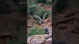 Ibex goat defies gravity  Force of a nature [upl. by Dre]