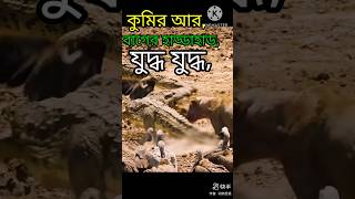 কুমির আর বাঘের লড়াই short video 🚀🐯mr9898funny Royal Bengal tigersinger bane jungle [upl. by Eednahs]