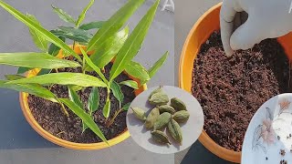 How to grow elaichi  Grow Cardamom  Elaichi from seeds  Grow plants faster at home [upl. by Ecarret]