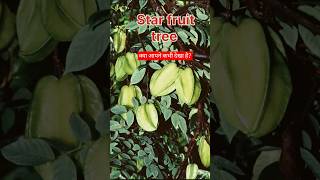 Star fruit ytshorts flower garden trending shortsviral ytstudio youtubeshorts youtubevideos [upl. by Cortie19]