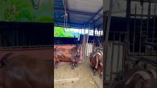 Dil ki baatanimals trending viral facts goat farming farm pets goatfarming wild life dil [upl. by Lodnar858]