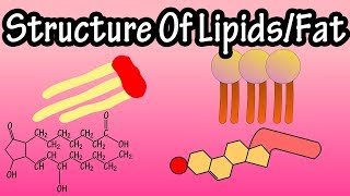 Lipids  Structure Of Lipids  Structure Of Fats  Triglycerides Phospholipids Prostaglandins [upl. by Eynaffit]