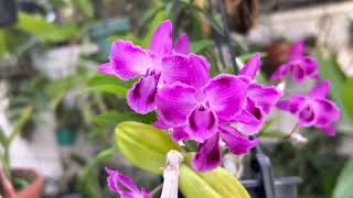 Como Cultivar Dendrobium Parishii Tri Lip [upl. by Mccarthy229]