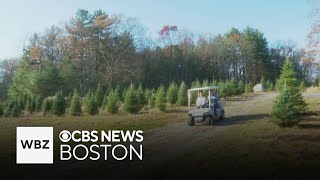 Massachusetts Christmas tree farms seeing more trees die this year due to drought [upl. by Hamilton727]