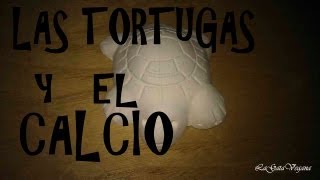 LA IMPORTANCIA DEL CALCIO PARA LAS TORTUGAS DE AGUA  SUPLEMENTOS CÁLCICOS PARA TORTUGAS DE AGUA [upl. by Ynahirb]