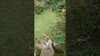 hen gathering chicks for food biblical speaking [upl. by Enyrat]