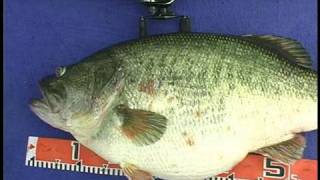 Manabu Kurita World Record Largemouth Bass [upl. by Orenid]