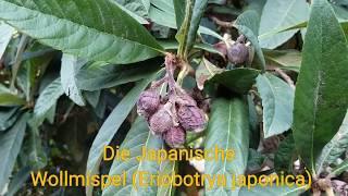 Die Japanische Wollmispel Eriobotrya japonica Mispero Nespolo Nispero Loquat Biwa Pipa [upl. by Asserak]