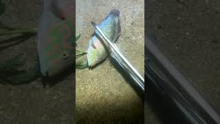 Coral trout in crystal cleer water in the coral sea spearfishing fyp fishing pearl fish [upl. by Arimay]