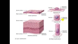 Epithelial Physiology differentiated [upl. by Puritan]