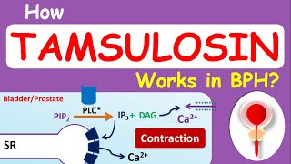 How Tamsulosin Flomax works in BPH [upl. by Odnam]