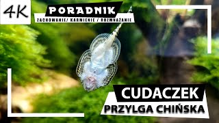 CUDACZEK Przylga Chińska  Kompletny Poradnik 4K [upl. by Refotsirc]