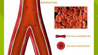 Types Of Blood Cells [upl. by Celinda]