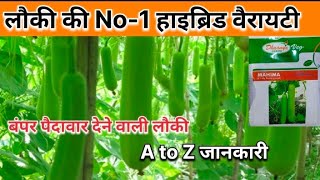 बंपर पैदावार देने वाली लौकी  लौकी की No 1 हाइब्रिड वैरायटी  Mahima Loki Dhaanya vag seed [upl. by Bunni]