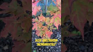 Acer saccharum ‘Monumentale’ awesome fall color autumn fall landscape maple 🍁🍁🍁 [upl. by Wyly]