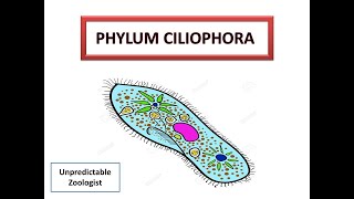 Phylum CiliophoraProtozoa [upl. by Moreland278]