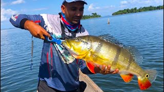 Catching some good size Peacock Bass with live bait  Brokopondo lake [upl. by Sydel]