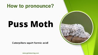 How to pronounce Puss Moth in English correctly [upl. by Kavanagh]