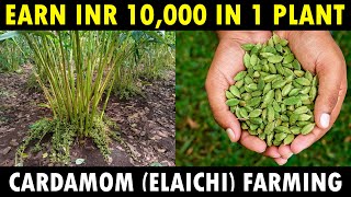 Cardamom Farming  Cardamom Cultivation  Elaichi Farming Guide [upl. by Kapor323]