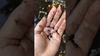 Machliya aur Tadpoles ka difference  Fishing In Pond fish fishing amazingfishing [upl. by Eidac657]