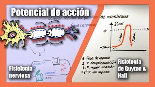 Potencial de acción  Fisiología nerviosa  Canales de sodio y potasio  Fisiología de Guyton amp Hall [upl. by Margeaux823]