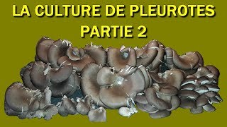 pleurote champignon 2018 Culture des Pleurotes Partie 2 [upl. by Helene]