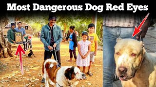 Red Eyes😲  Hyderabad Dogs Park  Movie Chance☺️  upendragani [upl. by Romalda]