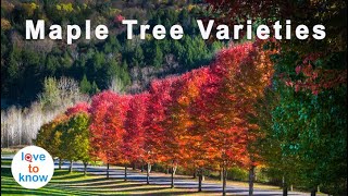 How To Identify Maple Tree Varieties [upl. by Ennywg]